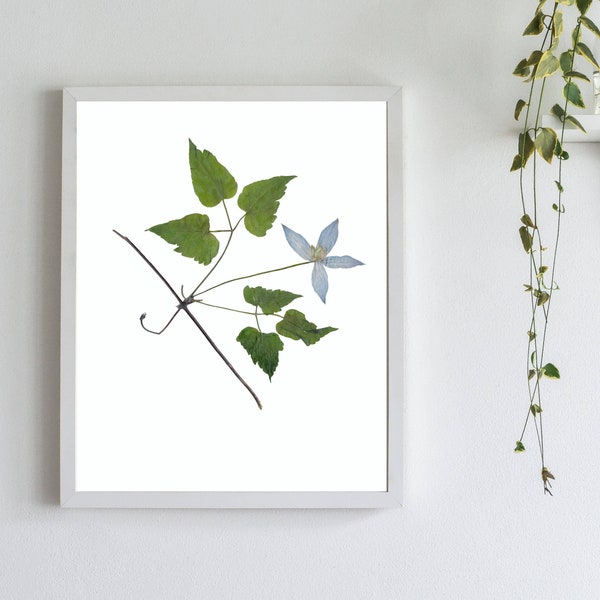 Blue Clematis Flower Print, Pressed Flower Art , Botanical Print, Herbarium Print,  Blue Flower Art - Fine Art Print in 5X7, 8X10, or 11X14