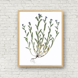 Forget-Me-Not Print Botanical Print - Giclee Reproduction of Real Pressed Flower Art - Alaska State Flower - 5X7, 8X10, 11X14, 16X20 Sizes