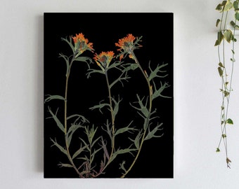 Indian Paintbrush Print: Pressed Flower Art, Black Background