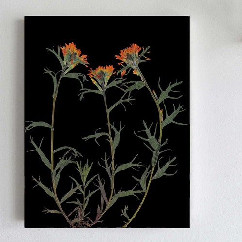 Indian Paintbrush Print Pressed Flower With Black Background - Etsy
