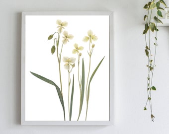 Mariposa Lily Botanical Print - Minimalist Nature Wall Art Photograph of Calochortus Flowers - White Floral Art