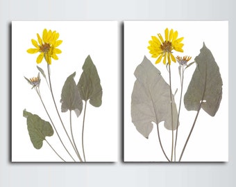 Arrowleaf Balsamroot Botanical Print Set - Yellow Wildflower Wall Art Pair - Eco Friendly Decor - Flathead Lake Montana Art