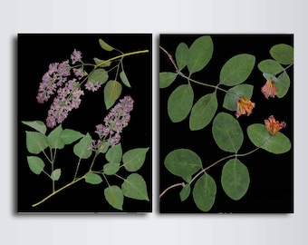 Pressed Botanical Prints on Black Background - Lilac and Honeysuckle - Dark Floral Prints 5X7, 8X10, 11X14, or 16X20 - Colorful Nature Art