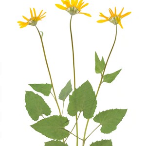 May include: Three yellow flowers with green leaves on a white background. The flowers have a yellow center and are in bloom.