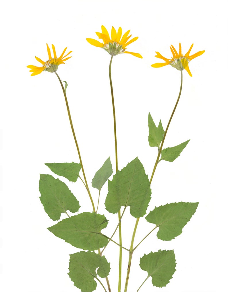 May include: Three yellow flowers with green leaves on a white background. The flowers have a yellow center and are in bloom.