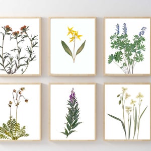 Pressed Mountain Wildflower Prints: Botanical Wall Art Set of 6