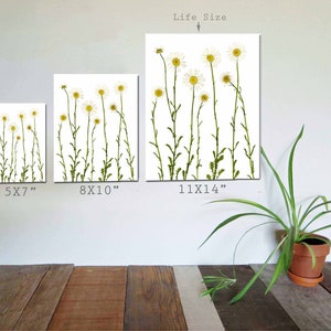 Daisy Print Set Pressed Flower Print Daisies Botanical Wall Art Set of 3 5X7 8X10 11X14 image 6