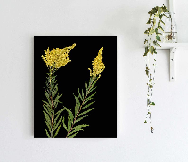 Pressed Goldenrod Botanical Print with Black Background Dark Floral Print Black Florals 5X7, 8X10 or 11X14 Sizes Unframed Art Print image 1