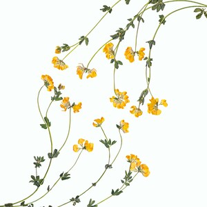 May include: A cluster of yellow wildflowers with green stems arranged in a curved shape against a white background.