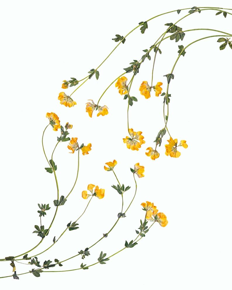 May include: A cluster of yellow wildflowers with green stems arranged in a curved shape against a white background.
