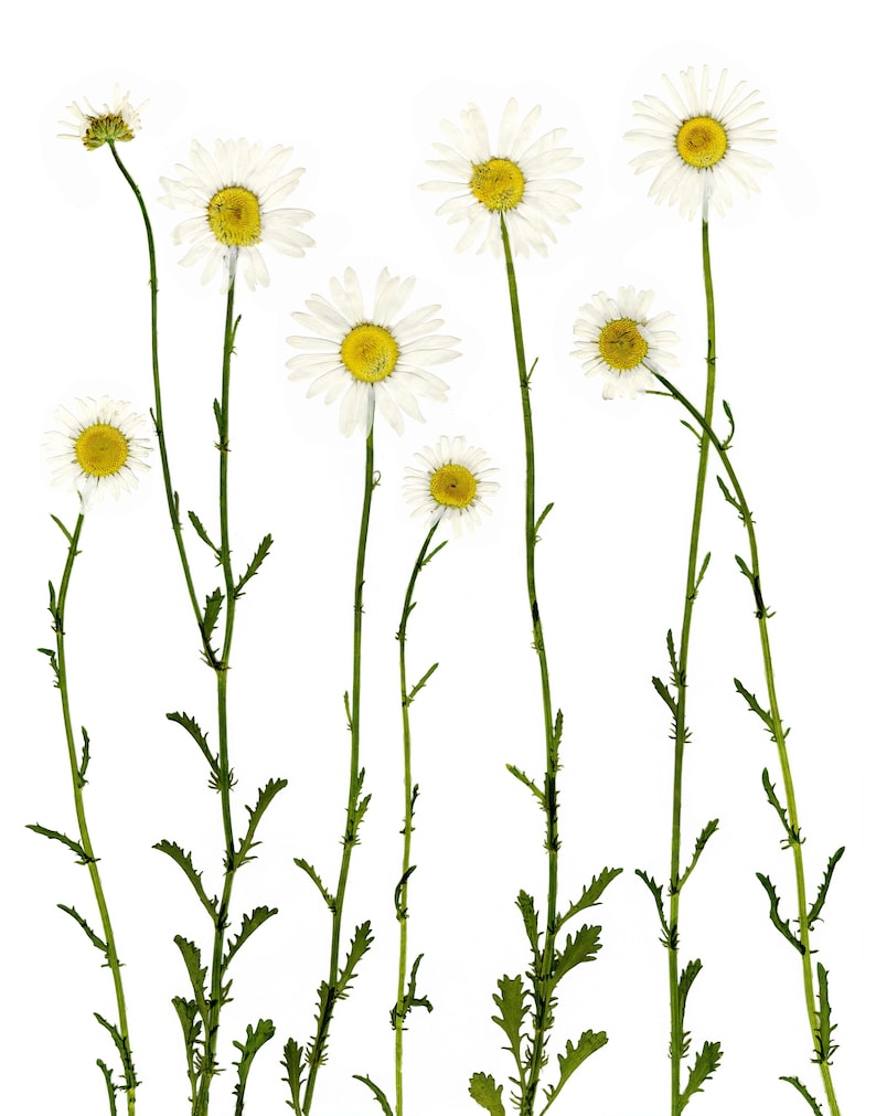 Set of 3-5X7 8X10 11X14 Daisies Botanical Prints Pressed Flower Art Daisy Print Set