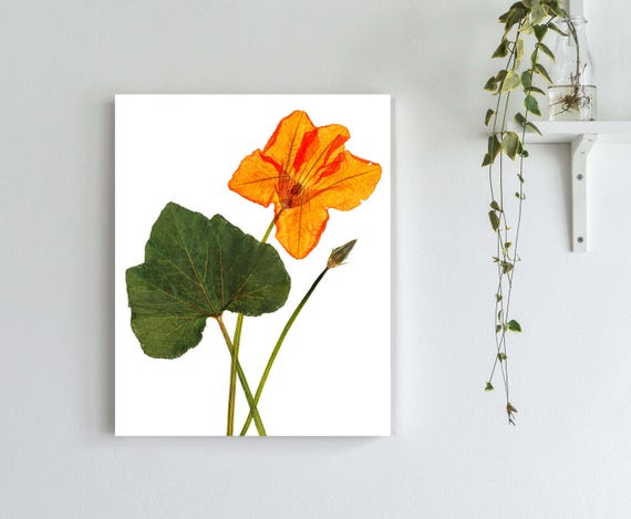 Squash Blossom Print Garden Botanical Art Print in 5X7 8X10 11X14 or 16X20 Sizes Green Thumb Gift Etsy