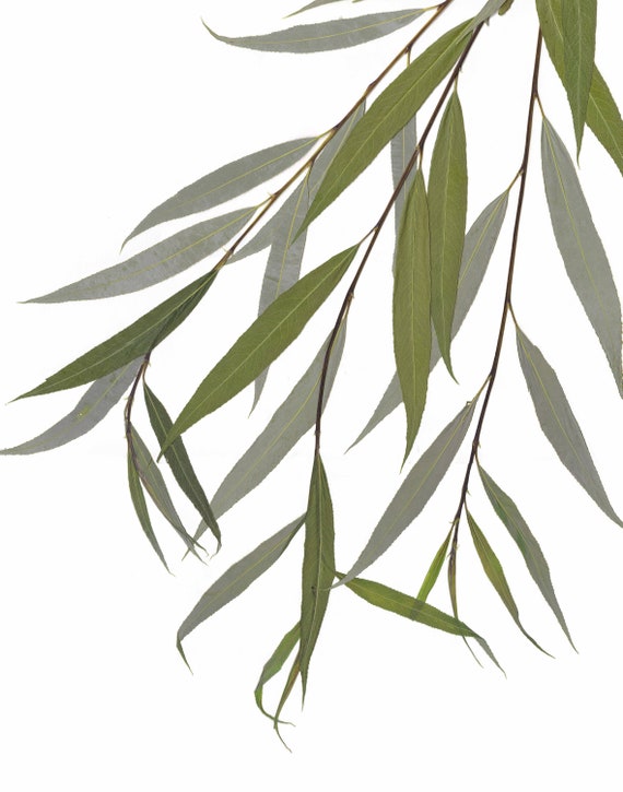 Willow Print Weeping Willow Tree Tree Leaves Print Tree - Etsy Singapore