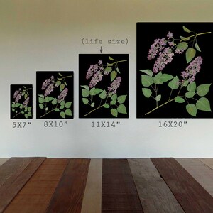 May include: Five different sizes of pressed lilac flower art prints on black backgrounds. The prints are labeled with their dimensions: 5x7 inches, 8x10 inches, 11x14 inches, 16x20 inches, and (life size).