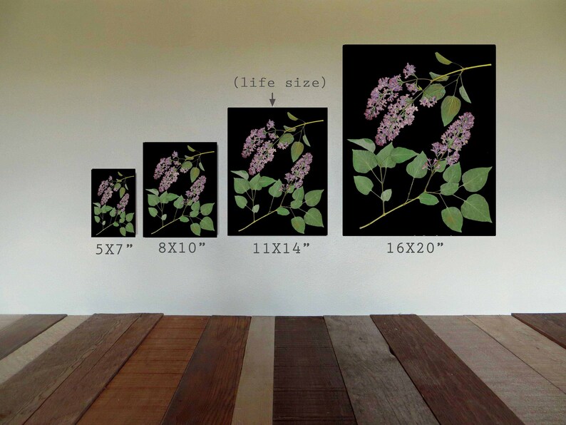 May include: Five different sizes of pressed lilac flower art prints on black backgrounds. The prints are labeled with their dimensions: 5x7 inches, 8x10 inches, 11x14 inches, 16x20 inches, and (life size).