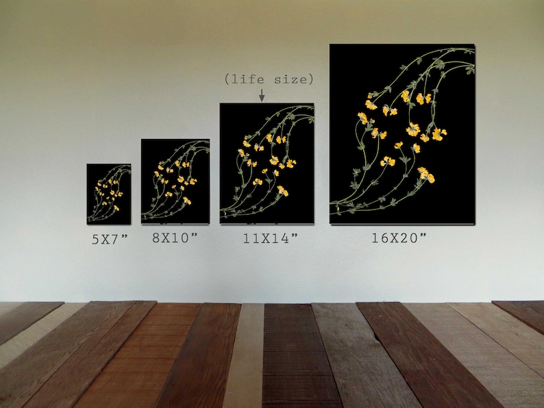 Peut inclure: Quatre tailles diff&eacute;rentes d'une impression encadr&eacute;e de fleurs jaunes sur fond noir. Les tailles sont 5x7 pouces, 8x10 pouces, 11x14 pouces et 16x20 pouces. La plus grande impression est &eacute;tiquet&eacute;e "(taille r&eacute;elle)".
