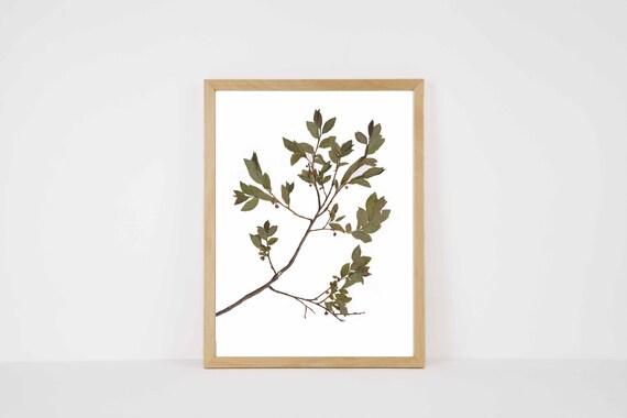 Huckleberry Botanical Print: Archival Fine Art Paper