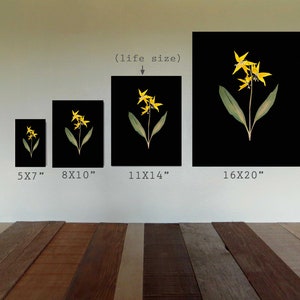 Glacier Lily Botanical Print with Black Background Yellow Lily on Black Pressed Flower Art image 4