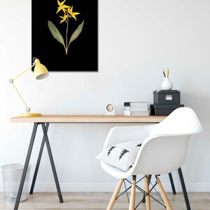 Glacier Lily Botanical Print with Black Background Yellow Lily on Black Pressed Flower Art image 3
