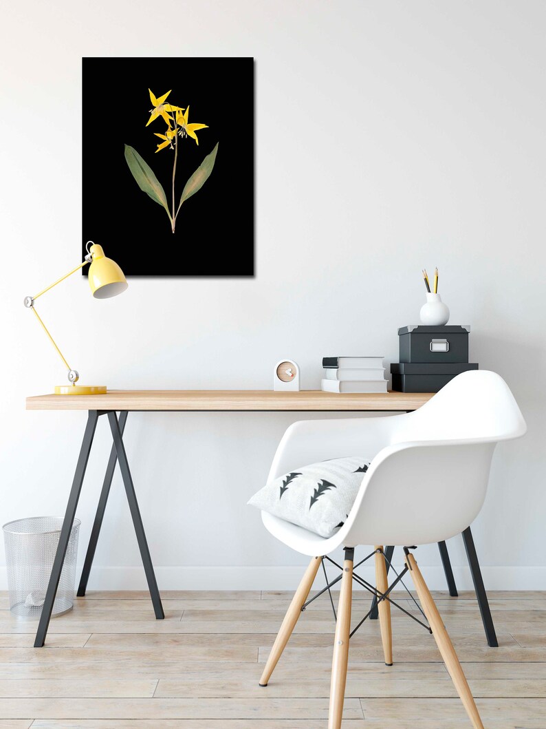 Glacier Lily Botanical Print with Black Background Yellow Lily on Black Pressed Flower Art image 3