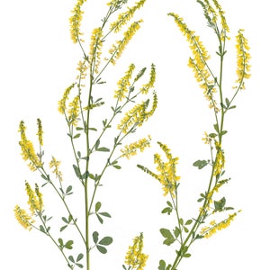 May include: A close-up of a cluster of yellow sweet clover flowers with green stems and leaves against a white background.
