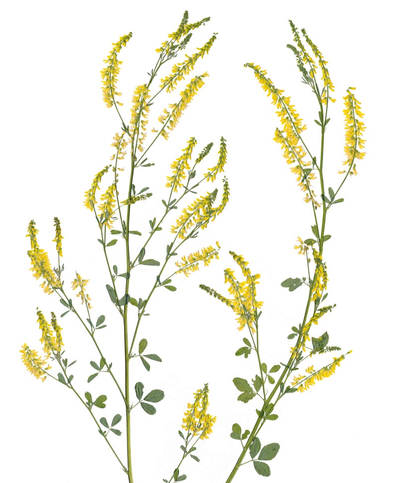 May include: A close-up of a cluster of yellow sweet clover flowers with green stems and leaves against a white background.