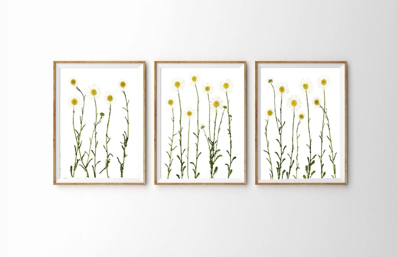 Daisy Print Set Pressed Flower Print Daisies Botanical Wall Art Set of 3 5X7 8X10 11X14 image 1