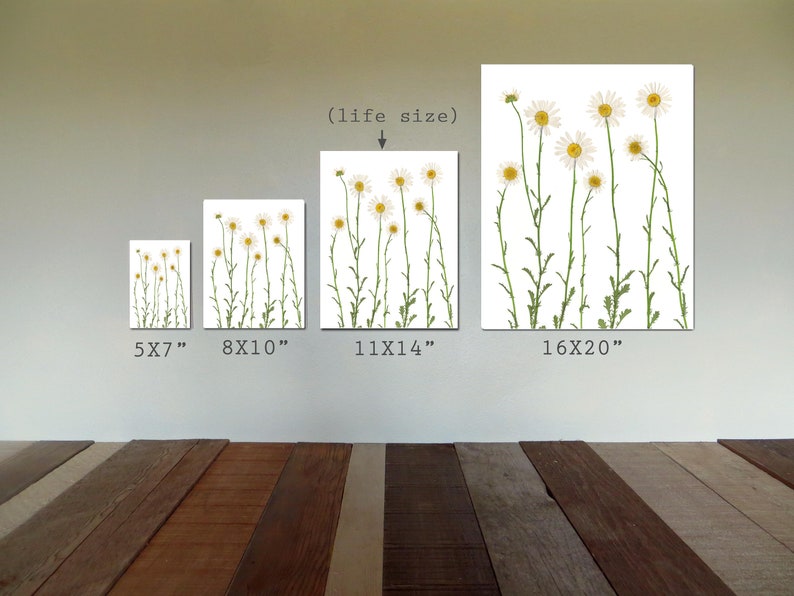 Pressed Daisy Botanical Print Dried Flower Art White Daisies Daisy Wall Art Unframed Giclee Print Summer Wall Art image 7