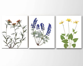 Conjunto de impresiones de flores silvestres de Montana: lupino prensado, árnica y arte botánico con pincel