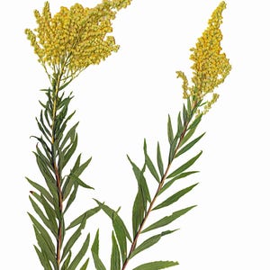 May include: Dried goldenrod plant with two stems and yellow flowers. The plant has green leaves and is isolated on a white background.