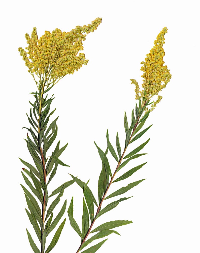 May include: Dried goldenrod plant with two stems and yellow flowers. The plant has green leaves and is isolated on a white background.