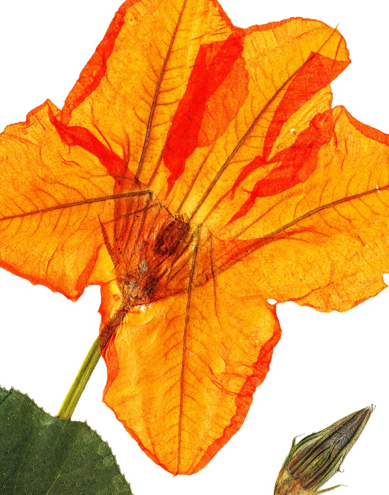 Squash Blossom Print Garden Botanical Art Print in 5X7 Etsy