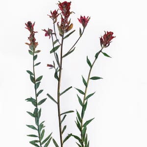 Red Indian Paintbrush Pressed Flowers Botanical Print Herbarium Plant Art of Castilleja miniata Botany Decor image 3