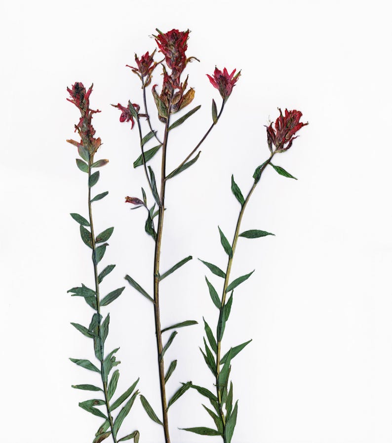 Red Indian Paintbrush Pressed Flowers Botanical Print Herbarium Plant Art of Castilleja miniata Botany Decor image 3