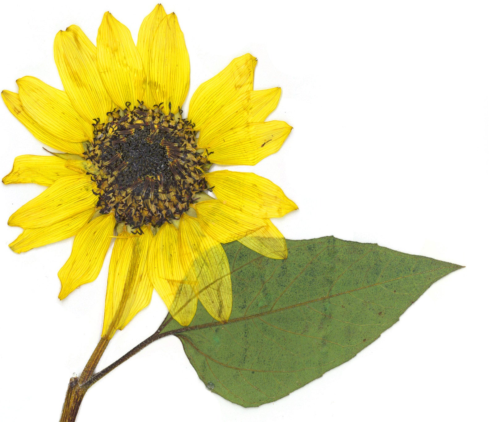 Pressed Sunflower Botanical Print Sunflower Decor Sunflower Etsy