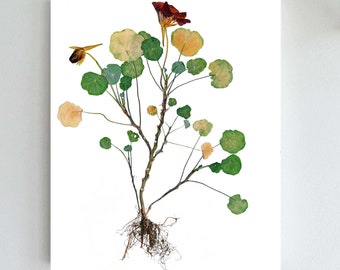 Nasturtium Print - Pressed Flower Art - Botanical Photography - Edible Flowers Art in 5X7, 8X10 or 11X14
