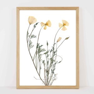 Pressed California Poppy Print California State Flower Botanical Art West Coast Decor 5X7, 8X10, 11X14, 16X20 Unframed Botanical Print image 2