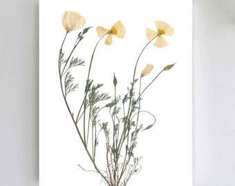 Pressed California Poppy Print - California State Flower Botanical Art - West Coast Decor - 5X7, 8X10, 11X14, 16X20 Unframed Botanical Print