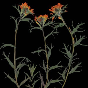 Indian Paintbrush Print Pressed Flower with Black Background 5X7, 8X10, 11X14 or 16X20 Dark Floral Wall Art Glacier Park Montana image 2