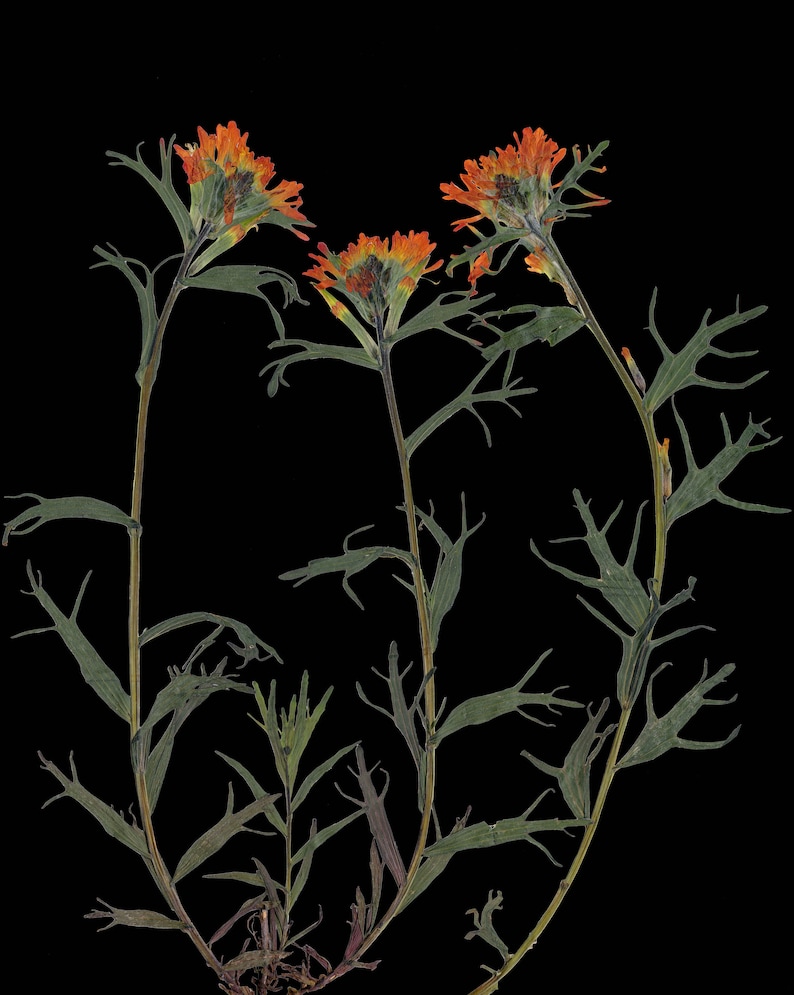 Indian Paintbrush Print Pressed Flower with Black Background 5X7, 8X10, 11X14 or 16X20 Dark Floral Wall Art Glacier Park Montana image 2