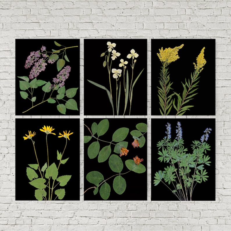 Set of 6 Black Botanical Prints Pressed Flowers with Black Backgrounds 5X7, 8X10 or 11X14 Modern Wall Art Dark Floral Print Set image 2