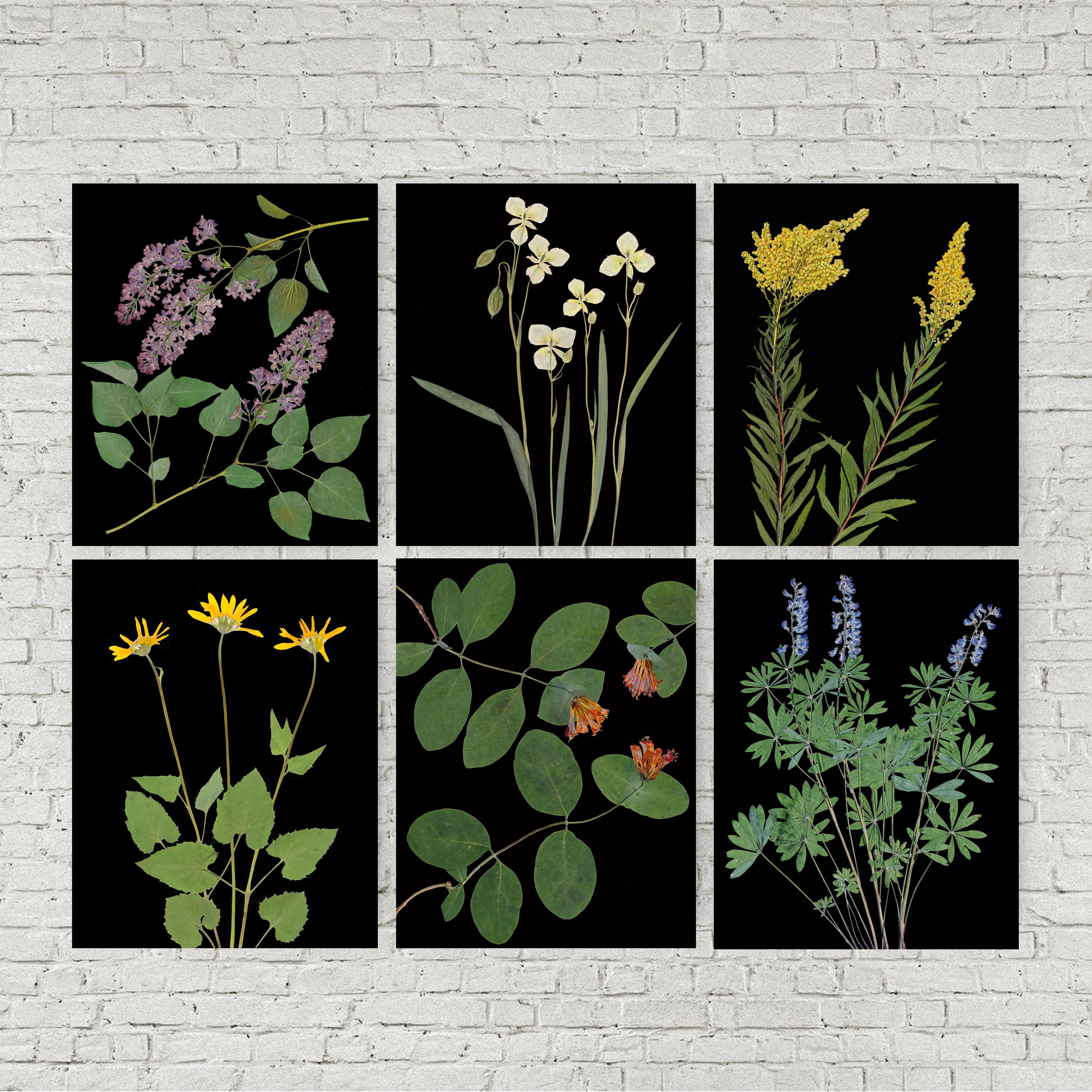 Black Botanical Prints Set: Pressed Flower Wall Art - Etsy