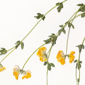 Puede incluir: Flores amarillas secas con tallos y hojas verdes sobre un fondo blanco.