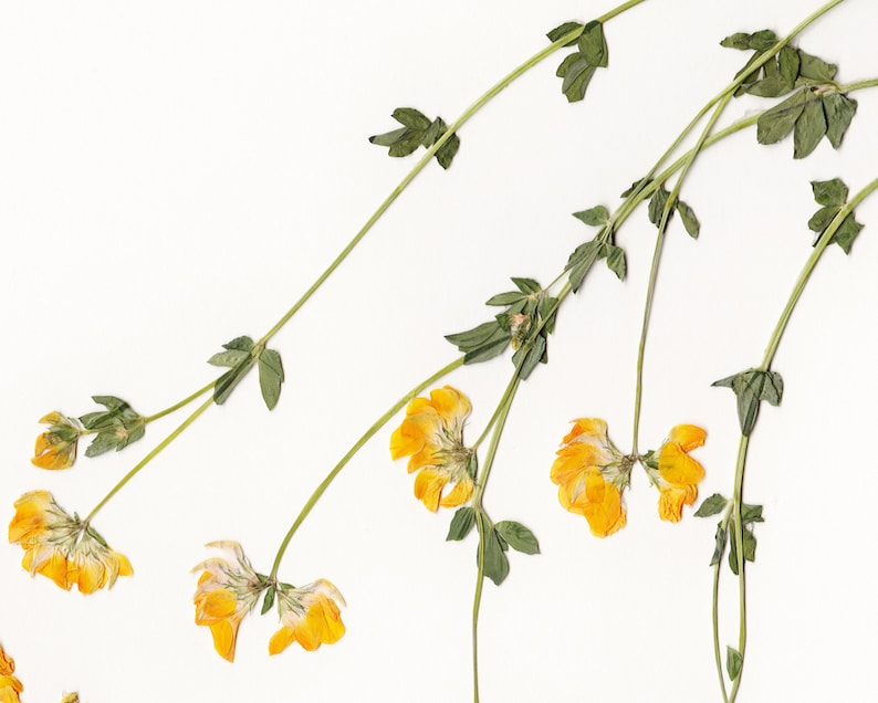 Puede incluir: Flores amarillas secas con tallos y hojas verdes sobre un fondo blanco.