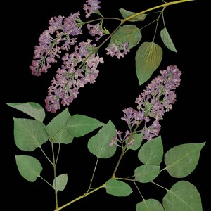 May include: Two sprigs of lilac with purple flowers and green leaves against a black background.