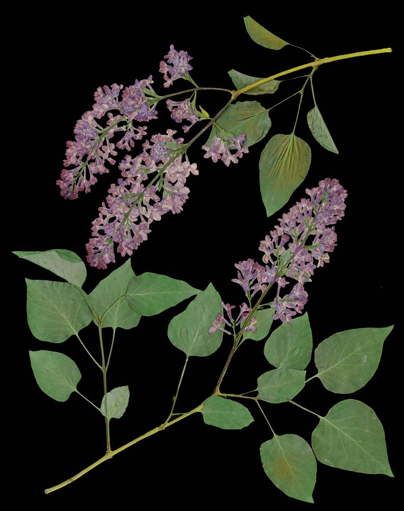 May include: Two sprigs of lilac with purple flowers and green leaves against a black background.