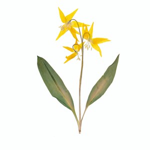 May include: A single stem of yellow wildflowers with three blooms and two green leaves.