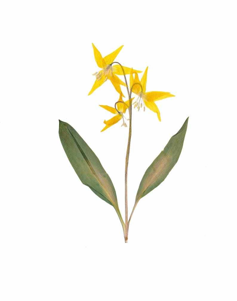 May include: A single stem of yellow wildflowers with three blooms and two green leaves.