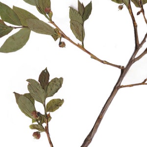 May include: Close-up of a plant stem with dried green leaves and small, round, reddish-brown buds. The stem is a dark brown color, and the background is plain white. The leaves are various shades of green.