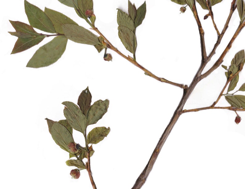 May include: Close-up of a plant stem with dried green leaves and small, round, reddish-brown buds. The stem is a dark brown color, and the background is plain white. The leaves are various shades of green.